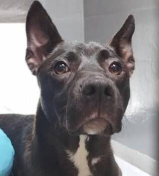 Fox Terrier and Mixed Breed Dogs Available for Adoption in Alameda, California - MYSTIQUE | PetCurious