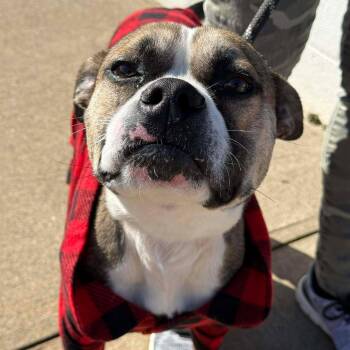 George -  Pit Bull Terrier Dog for Adoption in Martinsville, Virginia - George | PetCurious
