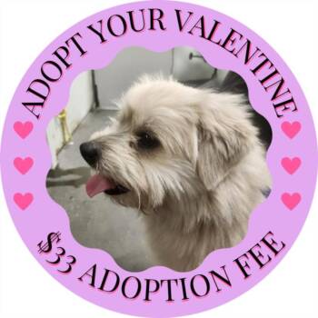 Terrier and Mixed Breed Dogs Available for Adoption - CARMELLO | PetCurious