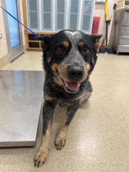 Australian Cattle Dog Blue Heeler and Mixed Breed Dogs Available for Adoption - TAZZ | PetCurious