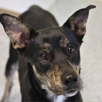 Marbles -  Mixed Breed Dog for Adoption in Ottawa, Kansas - Marbles | PetCurious