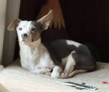 Rescue Chihuahua and Jack Russell Terrier Dogs for Adoption in Attalla, Alabama - Sunny | PetCurious