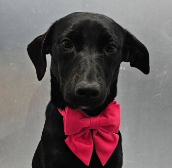 Naty -  Black Labrador Retriever Dog for Adoption in Santa Ana, California - Naty | PetCurious