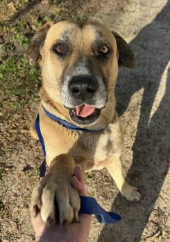 Boxer and Labrador Retriever Dogs Available for Adoption - Roscoe | PetCurious