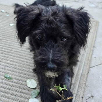 Rescue Schnauzer and Poodle Dogs for Adoption in Grand Bay, Alabama - Petey | PetCurious