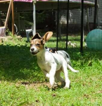 Pepper -  Beagle and Australian Cattle Dog Blue Heeler Dog Available for Adoption in Dale City, Virginia - Pepper | PetCurious