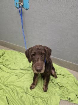 TOOTSIE ROLL -  Poodle and Mixed Breed Dog for Adoption in Las Vegas, Nevada - TOOTSIE ROLL | PetCurious