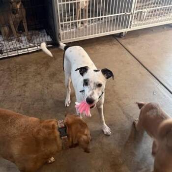 English Setter and Italian Greyhound Dogs Available for Adoption - Ronnie | PetCurious