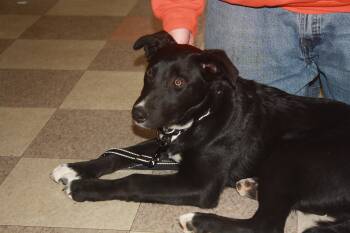 Australian Cattle Dog Blue Heeler and Husky Dogs Available for Adoption in Rockwell City, Iowa - Rebel | PetCurious