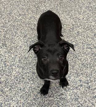 Valentino -  Labrador Retriever and Pit Bull Terrier Dog Available for Adoption in Golden, Colorado - Valentino | PetCurious