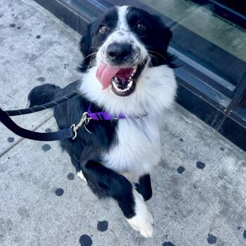 Rex -  Border Collie Dog for Adoption - Rex | PetCurious