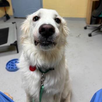 Mixed Breed Dogs Available for Adoption - Cheyenne | PetCurious