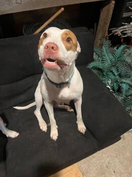 Rescue Pit Bull Terrier Dogs for Adoption in Clarksburg, Missouri - Ruffles | PetCurious