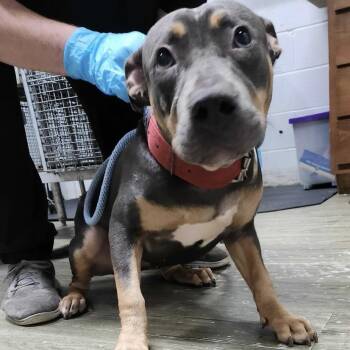 Nala -  Mixed Breed Dog for Adoption in Summerville, South Carolina - Nala | PetCurious