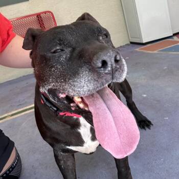Bill -  Mixed Breed Dog for Adoption in Titusville, Florida - Bill | PetCurious