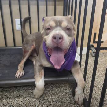 Baby Girl -  Staffordshire Bull Terrier Dog for Adoption in Tipton, Indiana - Baby Girl | PetCurious