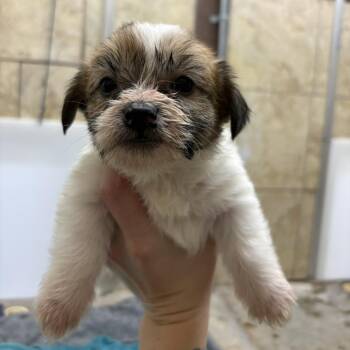 Terrier Dogs Available for Adoption - Skipper | PetCurious