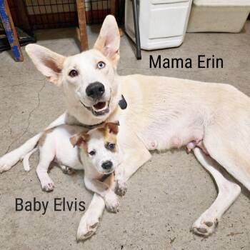 Lisa Marie -  Husky and Mixed Breed Dog for Adoption in Lewisville, Texas - Lisa Marie | PetCurious