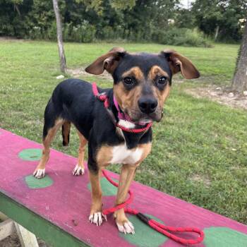 Alice -  Hound Dog for Adoption in Shepherdsville, Kentucky - Alice | PetCurious