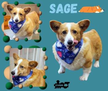 Corgi Dogs Available for Adoption - Sage (Ritzy) | PetCurious