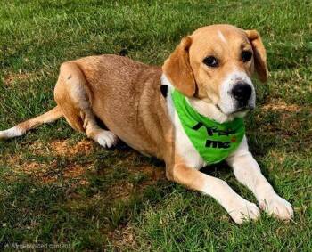 MISSY LOU -  Hound Dog for Adoption in Franklin, Tennessee - MISSY LOU | PetCurious