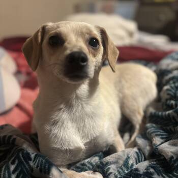 Chihuahua Dogs Available for Adoption in Citrus Heights, California - Hope | PetCurious