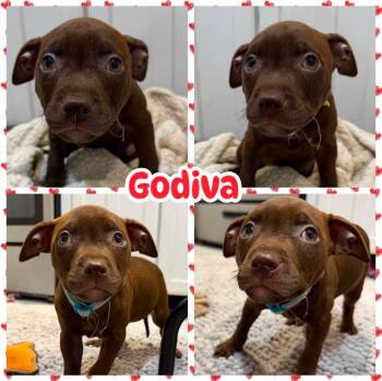 Godiva -  Labrador Retriever and Pit Bull Terrier Dog for Adoption in Ringwood, New Jersey - Godiva | PetCurious