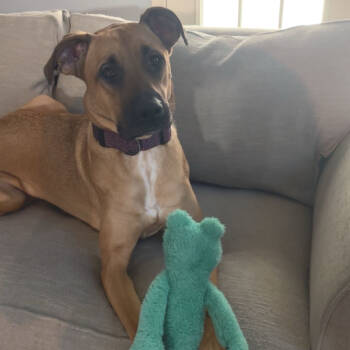 Rescue Boxer and German Shepherd Dog Dogs for Adoption in Normal, Illinois - Olive | PetCurious