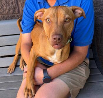 Avery -  American Staffordshire Terrier Dog for Adoption in Cottonwood, Arizona - Avery | PetCurious