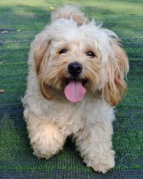 Rescue Poodle Dogs for Adoption in Richmond, British Columbia - Pearl | PetCurious