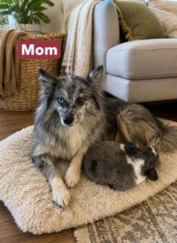 Baby Garth -  Australian Shepherd and Pomeranian Dog for Adoption in Washington, District Of Columbia - Baby Garth | PetCurious