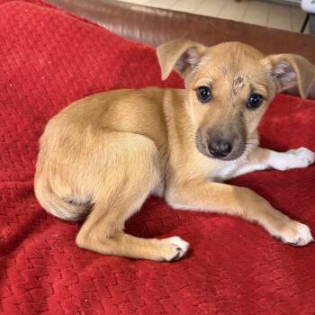Chiweenie and Whippet Dogs Available for Adoption - Sage | PetCurious
