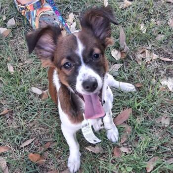 Meadow MW -  Papillon and Mixed Breed Dog for Adoption in Austin, Texas - Meadow MW | PetCurious