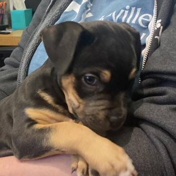 Mixed Breed Dogs Available for Adoption in Asheville, North Carolina - Podcast | PetCurious