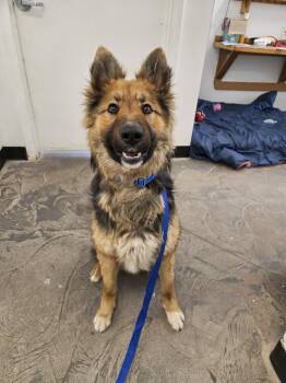 German Shepherd Dog and Border Collie Dogs Available for Adoption in Roosevelt, Utah - Thor | PetCurious