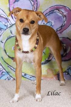 Chihuahua and Shepherd Dogs Available for Adoption in Gilbert, Arizona - Lilac | PetCurious