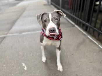 Mixed Breed Dogs Available for Adoption in New York, New York - Stoney | PetCurious