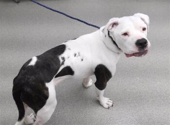 Rescue Boxer and Mixed Breed Dogs for Adoption in Omaha, Nebraska - TAO | PetCurious