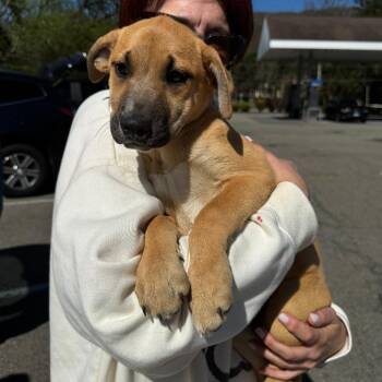 Treeing Walker Coonhound and Black Mouth Cur Dogs Available for Adoption in Eastford, Connecticut - NY Lindy Avail Apr 25 (Tractor Supply Patterson NY) | PetCurious