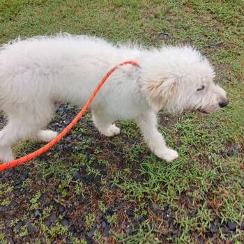 Goose -  Standard Poodle and Mixed Breed Dog for Adoption in Wadena, Minnesota - Goose | PetCurious