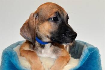 MICO -  Labrador Retriever and Mixed Breed Dog for Adoption in Fort Lauderdale, Florida - MICO | PetCurious