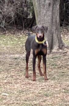 Doberman Pinscher Dogs Available for Adoption - Elphi | PetCurious
