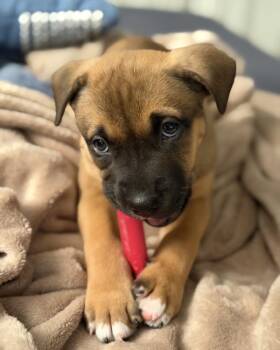 Zane -  Pit Bull Terrier Dog Available for Adoption in Novato, California - Zane | PetCurious