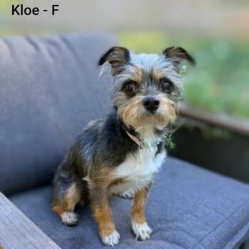 Kloe -  Terrier and Mixed Breed Dog for Adoption in Griswold, Connecticut - Kloe | PetCurious