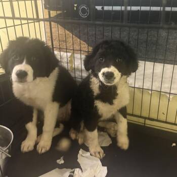 Mixed Breed Dogs Available for Adoption in Fountain Hill, Pennsylvania - Venus | PetCurious