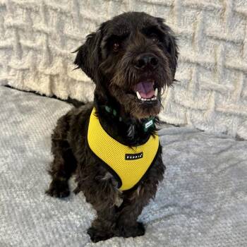 Letterman 14472 -  Miniature Poodle Dog for Adoption in San Francisco, California - Letterman 14472 | PetCurious