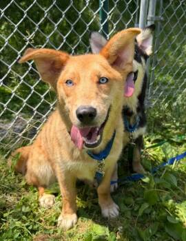 Hera -  Mixed Breed Dog for Adoption in Hyde Park, New York - Hera | PetCurious