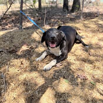 Feist Dogs Available for Adoption - King  | PetCurious