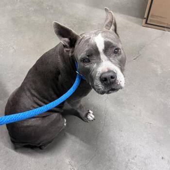 Angel -  Terrier Dog for Adoption in Tampa, Florida - Angel | PetCurious