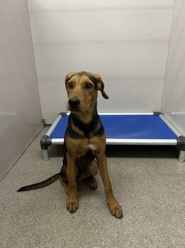 Rescue Hound and Mixed Breed Dogs for Adoption in Louisburg, North Carolina - Hunter | PetCurious